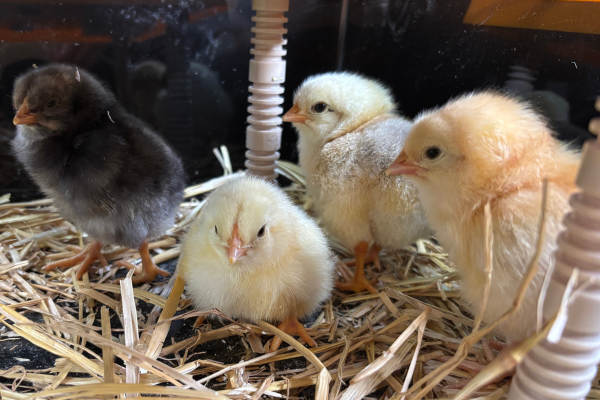 Easter Chicks!